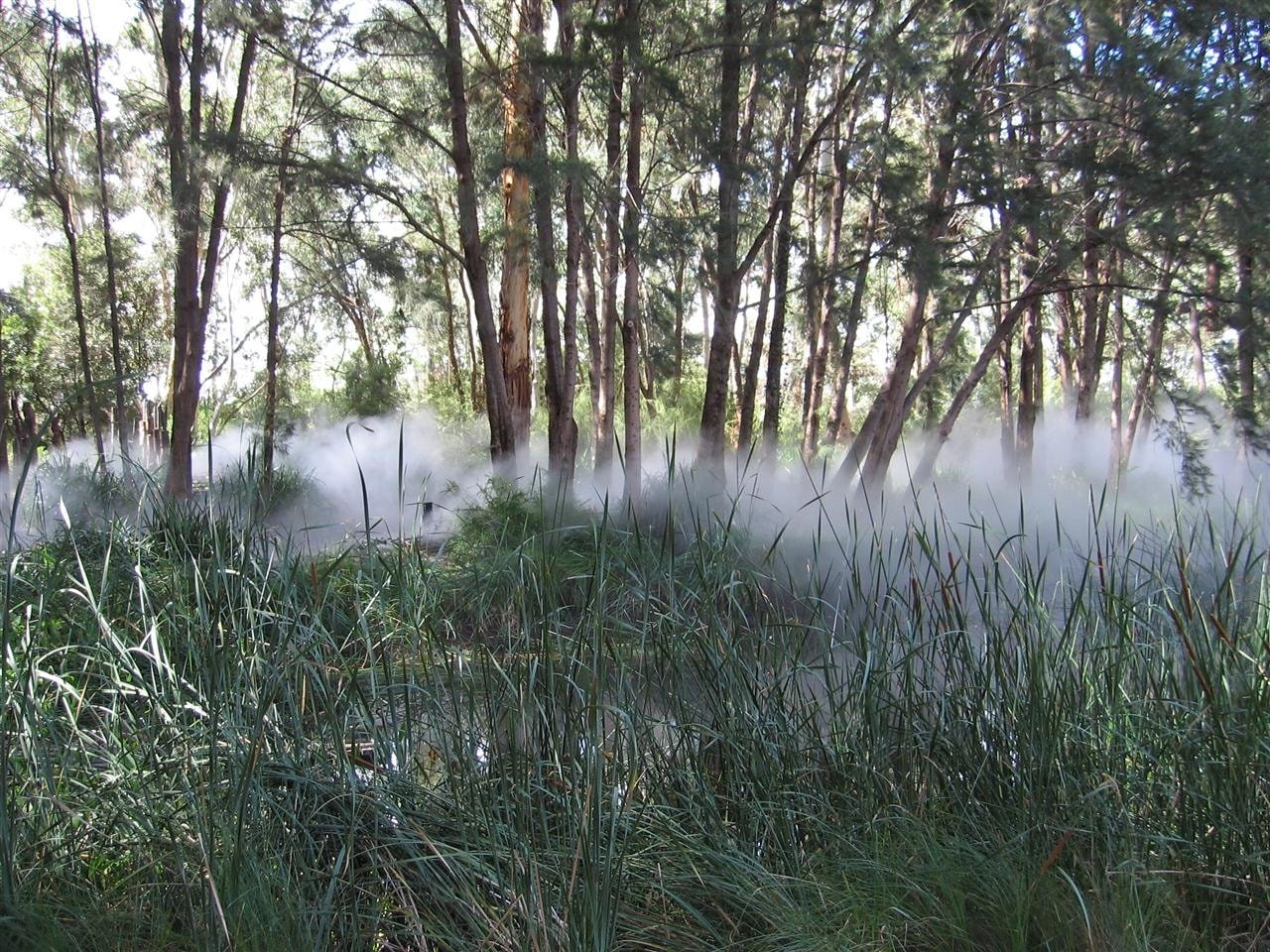 Trees, tall grass with thick fog along the ground