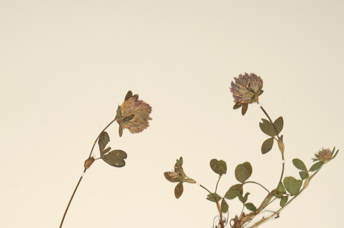 Pressed flowers