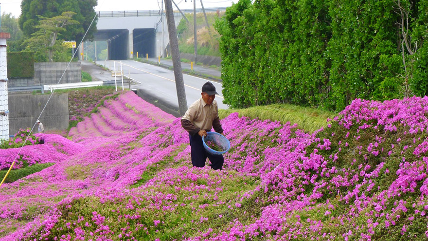 Husband plants flowers