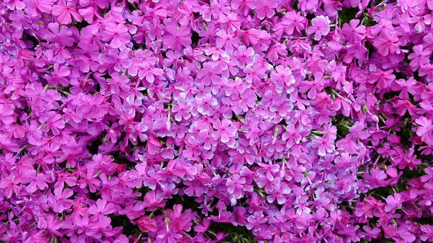 Flowers up close