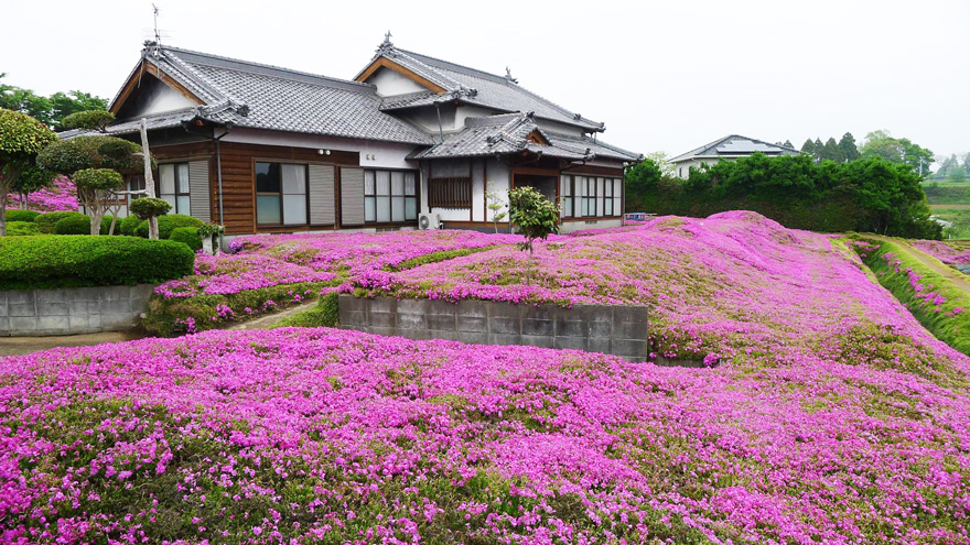 House surrounded by flowers