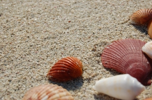 Sea shells on the beach 