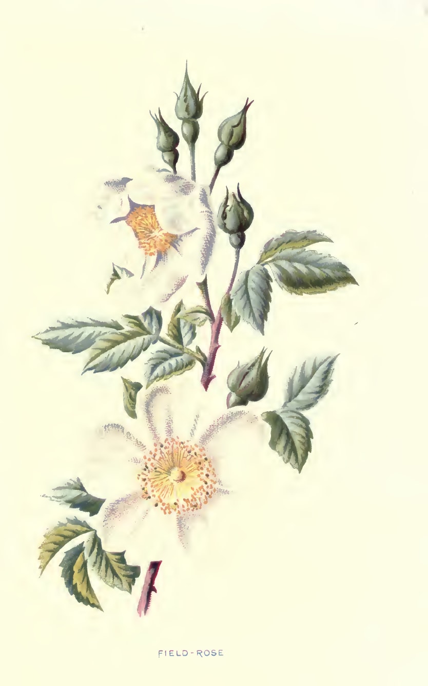 Paining of a field rose 