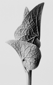 photograph of a newly formed leaf