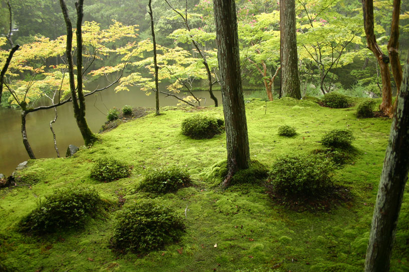 Kokedera Moss