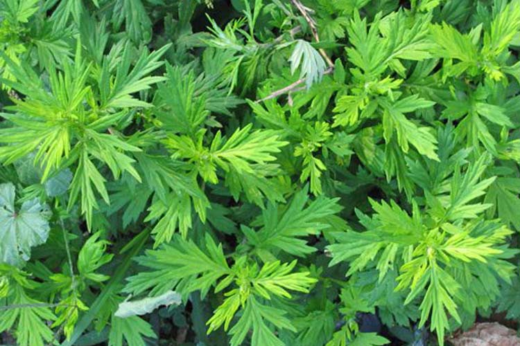 mugwort