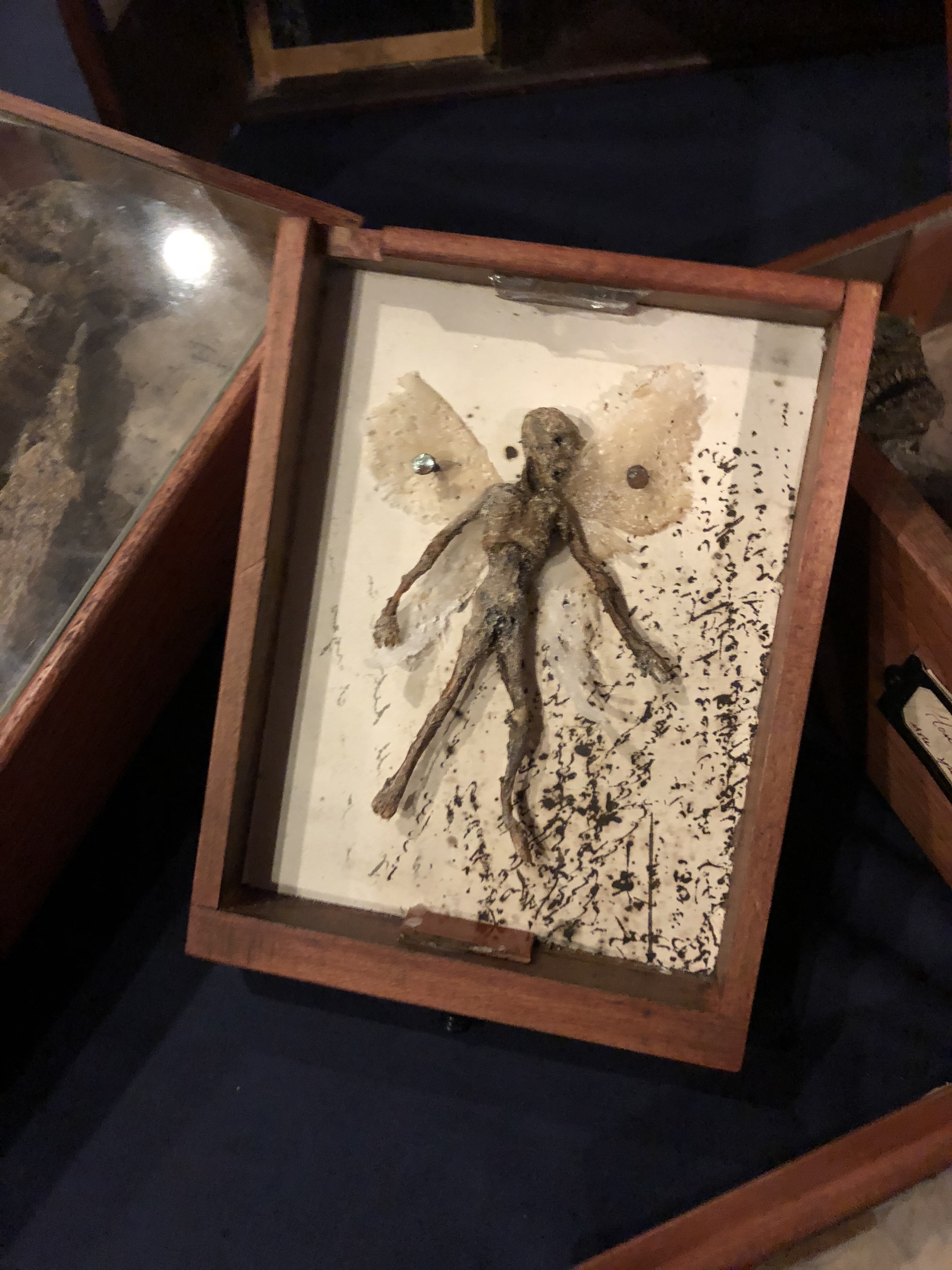 A display box with a fake mummified fairy.