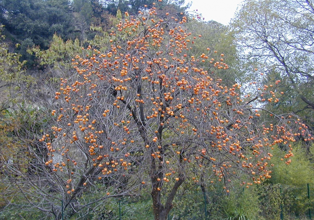 Palo Santo Tree