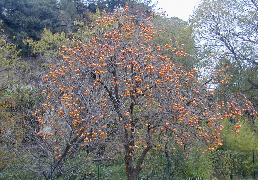 Palo Santoa tree
