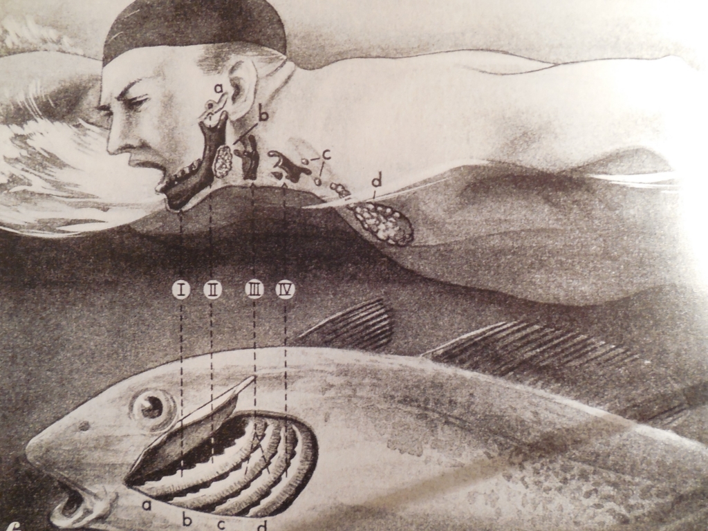 Anatomical sketch of man and fish in water.