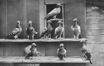 Messenger pigeons on wooden shelves