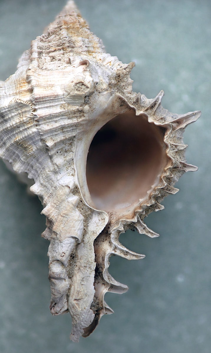 conch shell