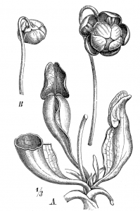 Illustration of the Sarracenia purpurea plant