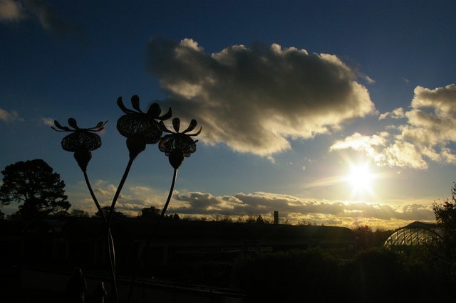 Garden at sunset 