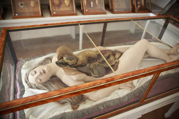 Anatomical model of a woman