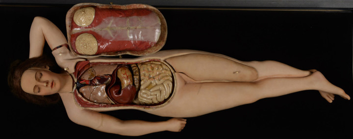 Anatomical model of a woman