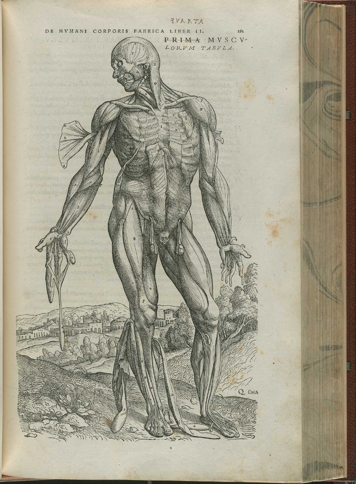 Anatomic sketch of muscles in human body.