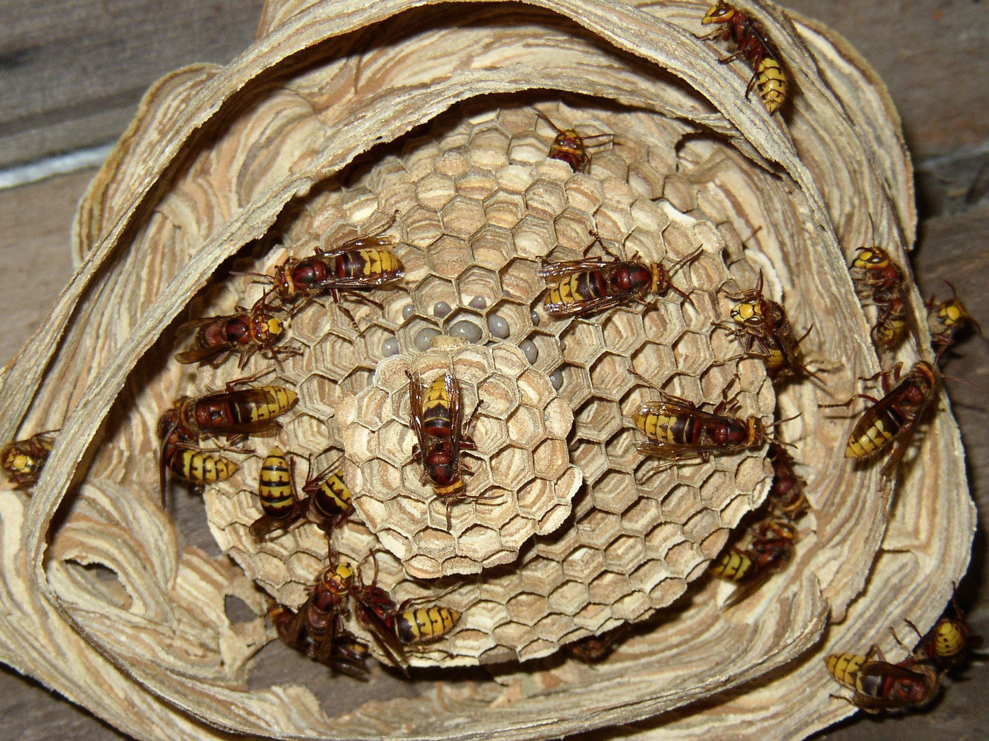 wasp nest