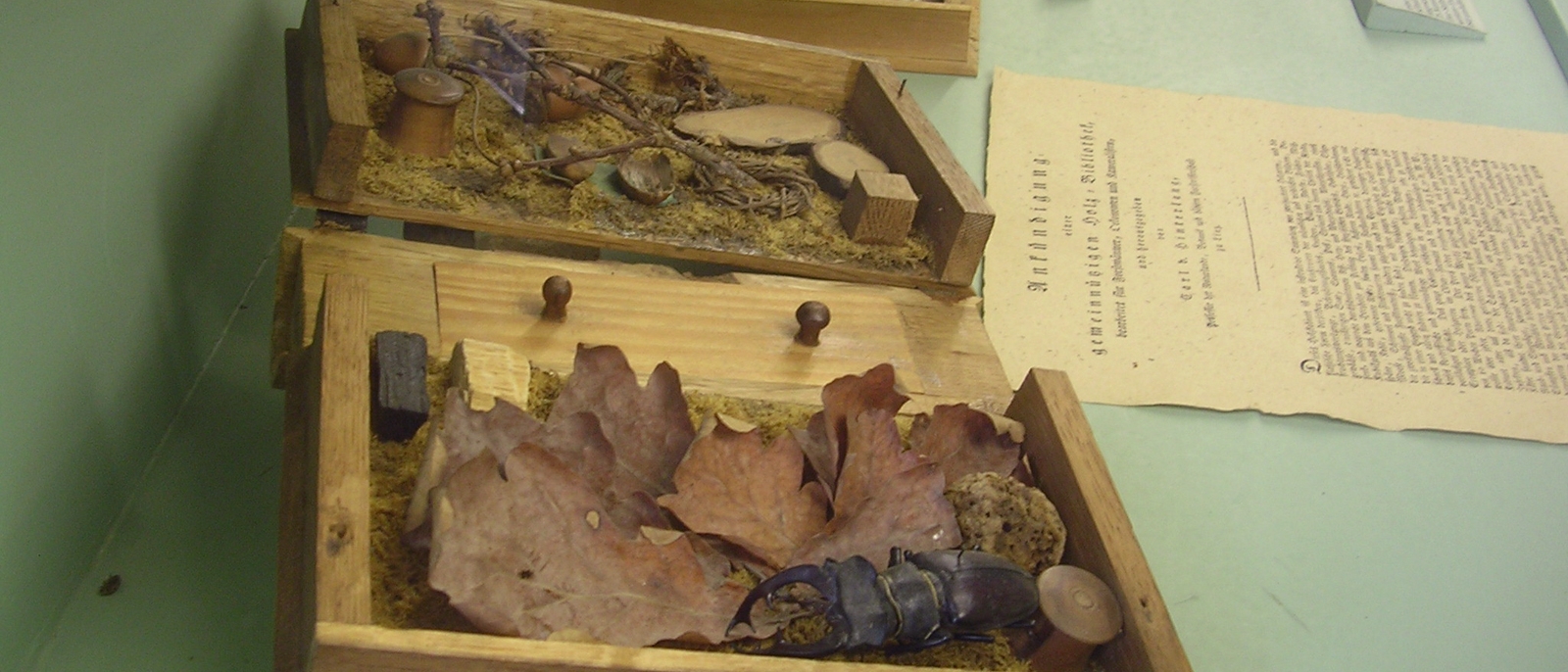 leaves and beetle in a box at a museum display