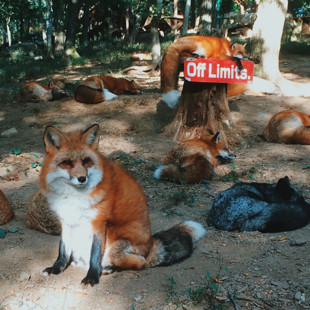 Many foxes sleeping on the forrest floor. 