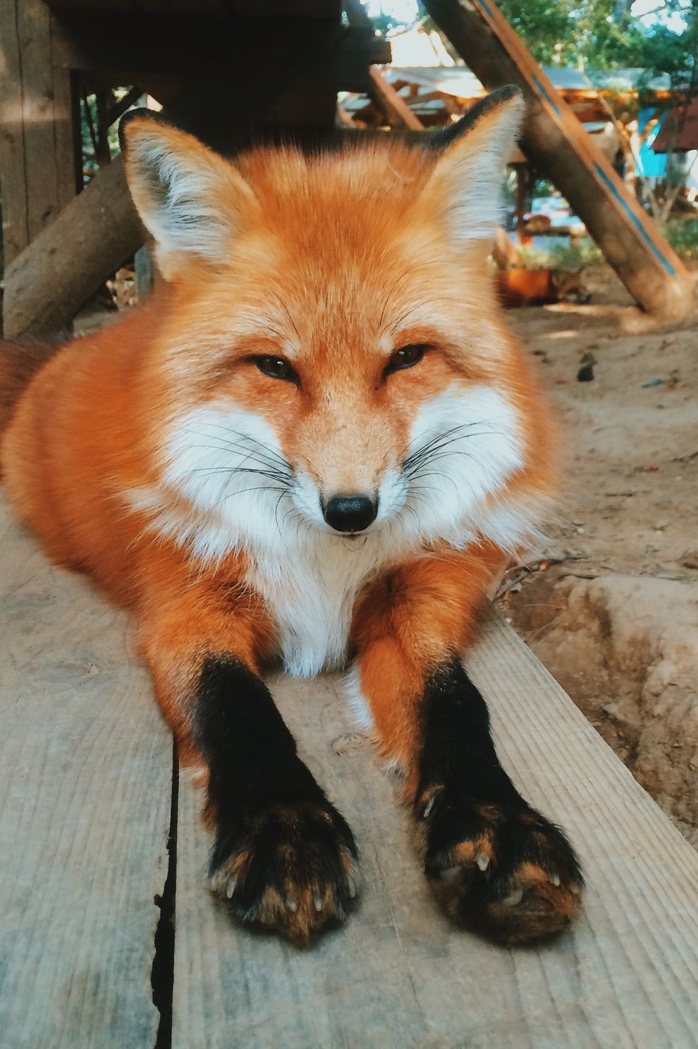 A beautiful red fox