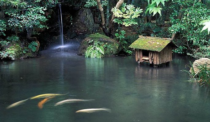 A large loi pond