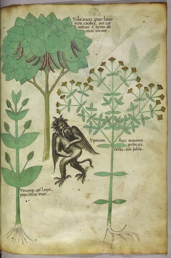 Tractatus De Herbis A Medieval Medicinal Plant Guide Faena Tractatus De Herbis A Medieval Medicinal Plant Guide Faena