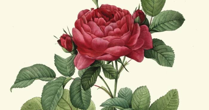 Rose illustration