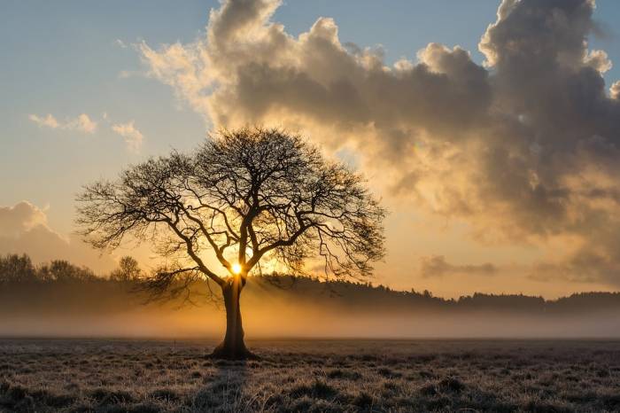 a single tree in a field against a setting sun
