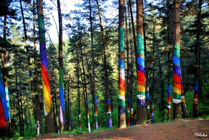 Trees painted with rainbow stripes.