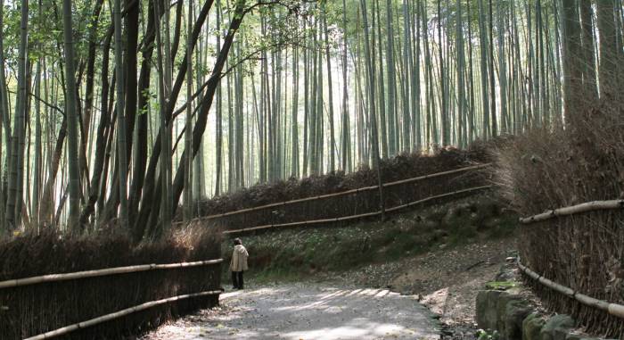 Woman stands on path with towering bamboo around her.
