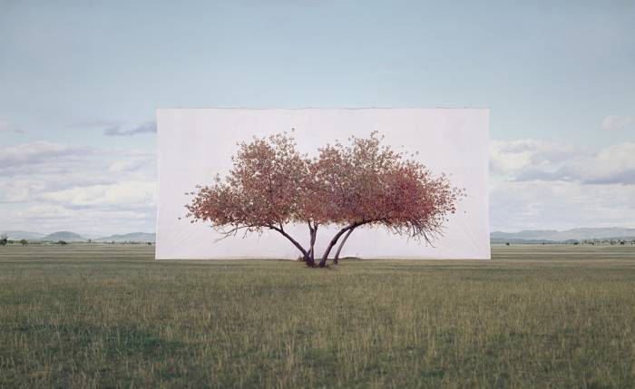Tree with pink blossoms in field with white backdrop behind.