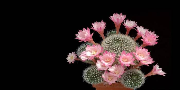 Small cactus in pot with pink flowers
