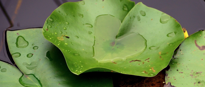 Close up of water on leaves 