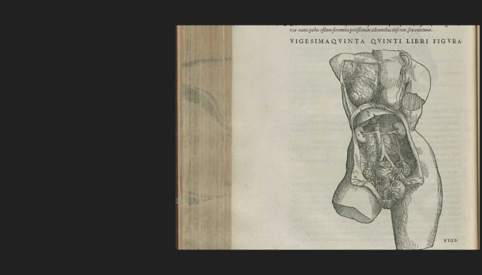 Anatomic sketch of human torso in book.