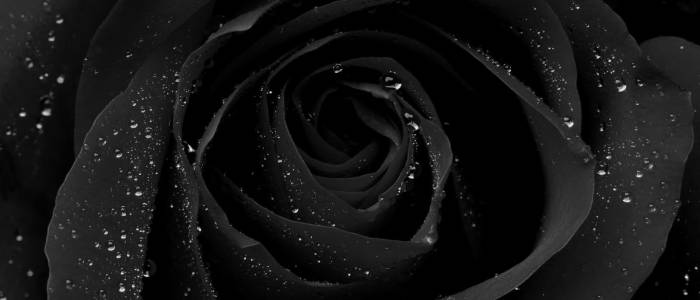 Black rose with droplets of water