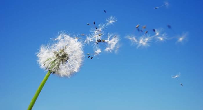 Dandelion blowing seeds in the wind.