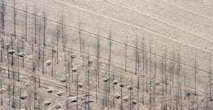 a barren field and trees