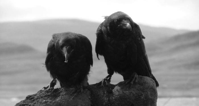 Two Bloackbirds