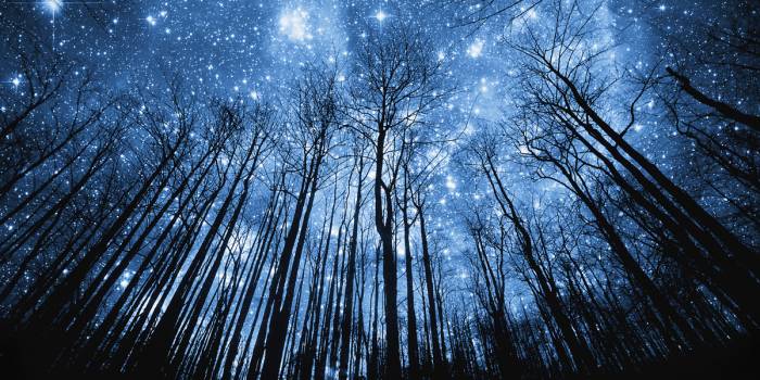 Starry night in woods 