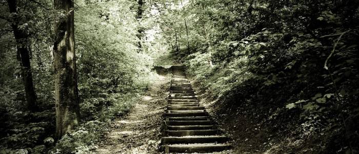 Stairs in forest 