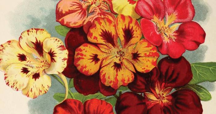 orange, red, and yellow flowers