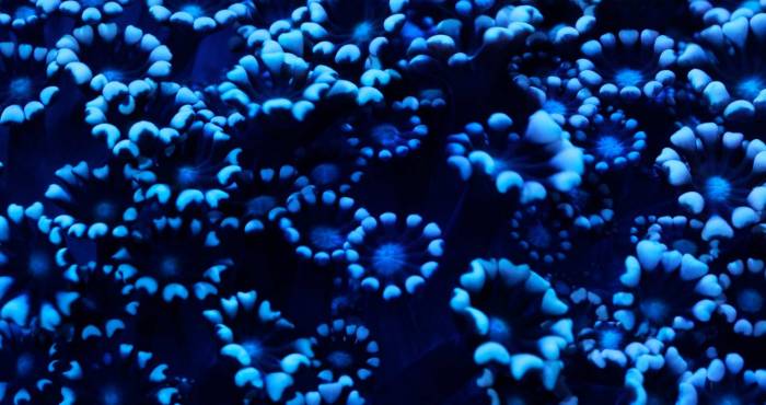 Coral Morphologic