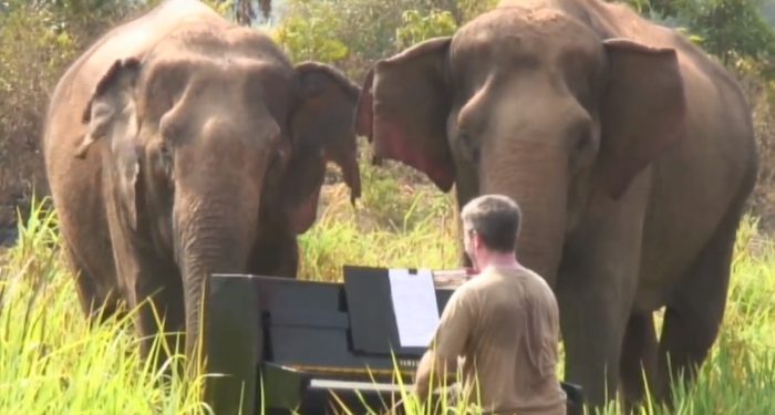 a man playing piano for elephants