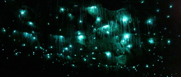 glow worms light up the inside of a dark watery cave
