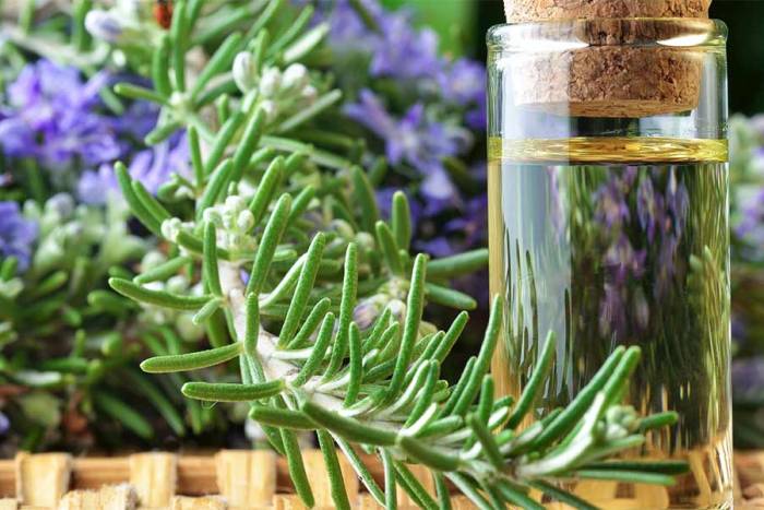 rosemary oil