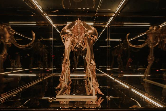 rear view of golden mammoth skeleton