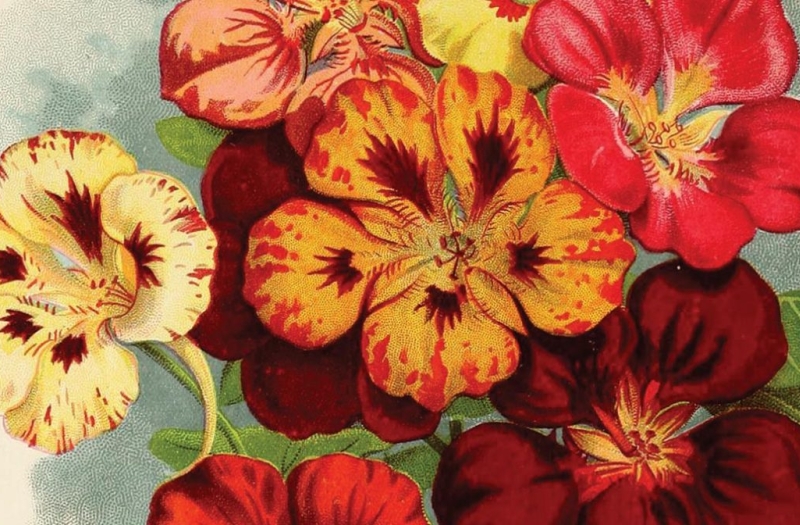 orange, red, and yellow flowers