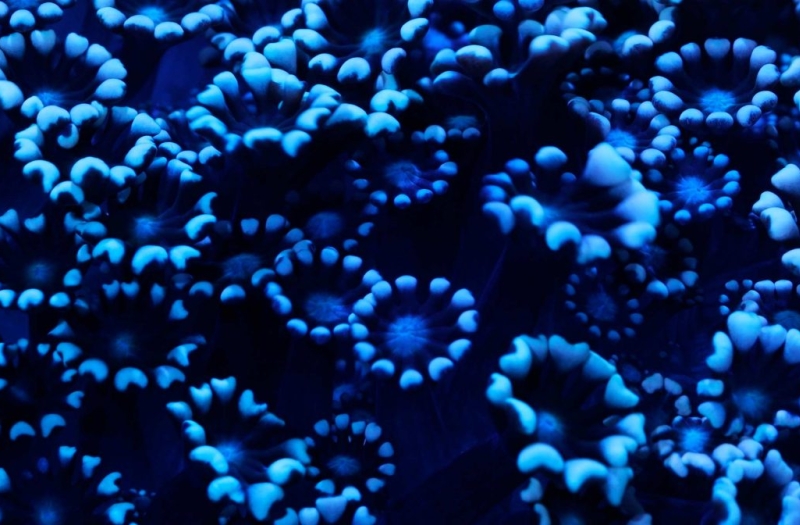 Coral Morphologic