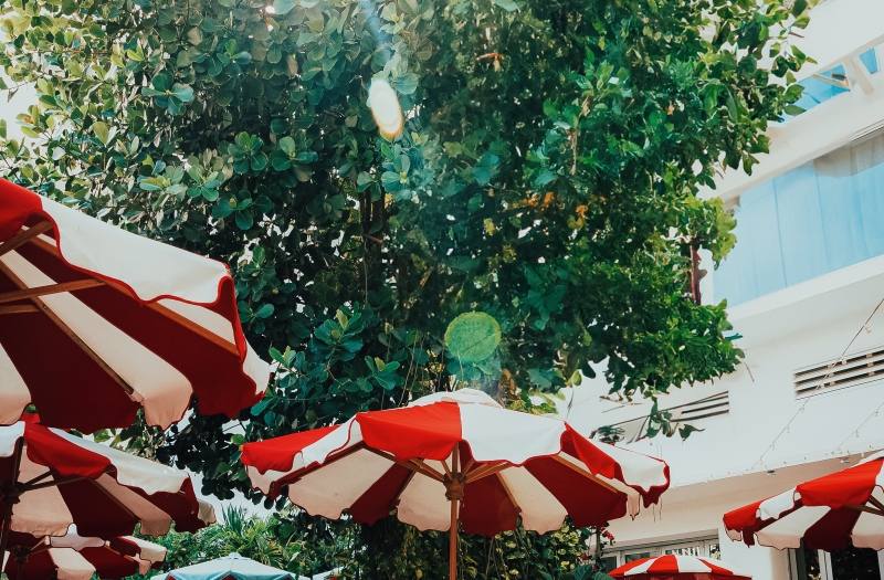 Tree of Life Sun Glare